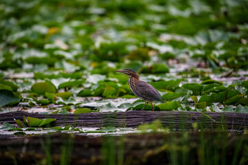 Green Heron on a branch in the Marsh