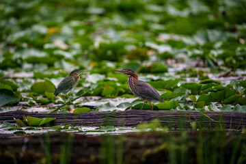 Green Heron on a branch in the Marsh