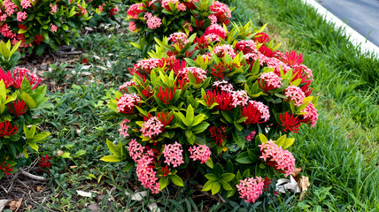 A vibrant pink Ixora bush blooms fully, centered in-frame, lush green leaves enhancing vivid floral display