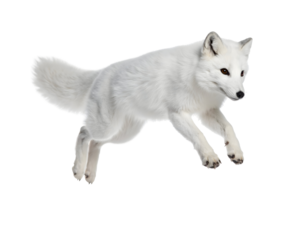A beautiful arctic fox gracefully leaps through the air, showcasing its pristine white winter coat.