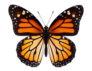 Fototapeta premium An elegant butterfly with vivid orange and black wings gracefully presented in detail.