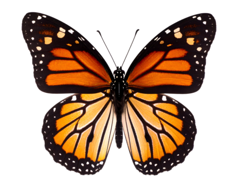 An elegant butterfly with vivid orange and black wings gracefully presented in detail.
