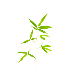 green bamboo leaves isolated on white background