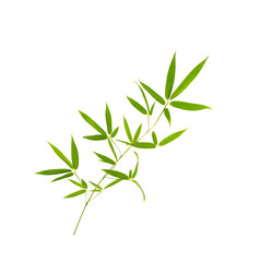 green bamboo leaves isolated on white background