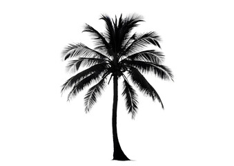 Obraz premium Palm tree silhouette on transparent background