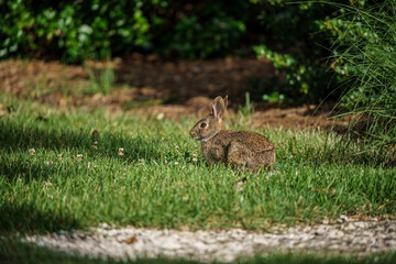 Wild rabbit in the grass