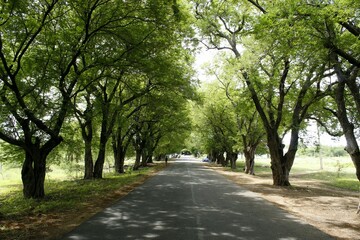 alley in the park