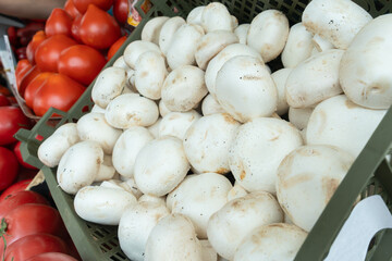 Healthy organic large button mushrooms ready for cooking. Earthy culinary ingredient large white mushrooms for gourmet dishes. Champignon mushrooms are sold at the market.