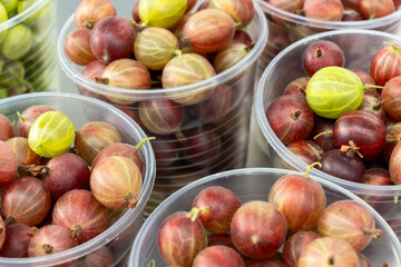Gooseberries in vibrant plastic cups. A bountiful harvest of fresh gooseberries ready for jam...