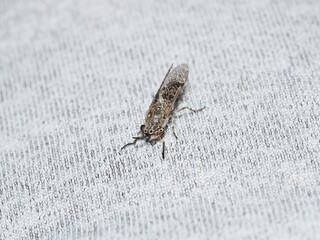 Haematopota pluvialis es una mosca voladora que se alimenta de sangre de mamíferos y aves, causando picaduras dolorosas y molestas. 