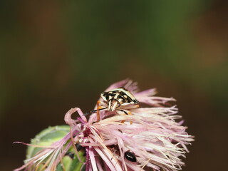 Carpocoris mediterraneus es una chinche de colores vivos que se alimenta de plantas, común en el Mediterráneo y fácil de identificar por su forma redondeada.