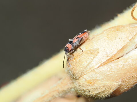 Oncopeltus fasciatus, conocido como chinche de la leche, es un hem&iacute;ptero rojinegro que se alimenta de semillas de algodoncillo.
