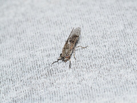 Haematopota pluvialis es una mosca voladora que se alimenta de sangre de mam&iacute;feros y aves, causando picaduras dolorosas y molestas. 