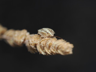 Pentatomidae es una familia de chinches conocidas como chinches apestosas, con cuerpo en forma de escudo y defensa química al ser molestadas.