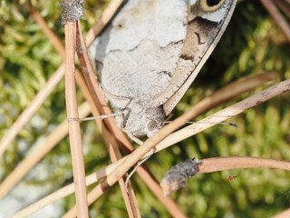 Hipparchia statilinus es una mariposa parda de camuflaje eficaz, activa en verano y frecuente en...