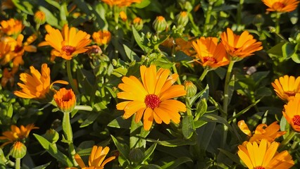 Sweden. Calendula officinalis, Mary's gold, common marigold, the pot marigold, Scotch marigold, or ruddles, is a flowering plant in the daisy family, Asteraceae.