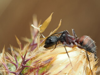 Camponotus herculeanus es una hormiga carpintera robusta que habita bosques, anida en madera y es activa principalmente en climas fríos del hemisferio norte.