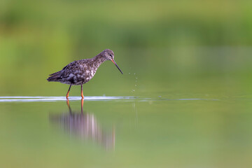 Dunkelwasserläufer (Tringa erythropus) spotted redshank
