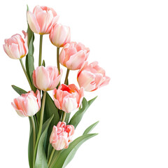 Fototapeta premium Delicate pink tulips in a bouquet