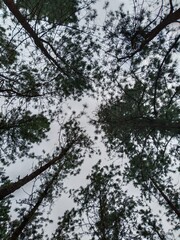 trees and sky