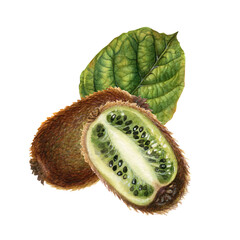 Large whole kiwi fruits with brown skin, halves of fruit with green pulp, green leaves. Watercolor botanical clipart of ripe kiwi, hand drawn, for design of jam, drinks, food, dessert.