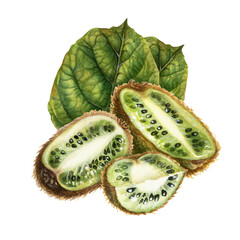 Kiwi fruits with brown skin, half of a quarter of a kiwi fruit with green flesh, green leaves. Watercolor botanical clipart of ripe kiwi for design of drinks, food, dessert