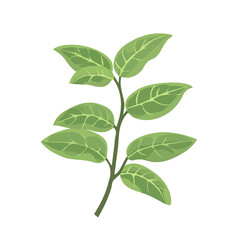 A Simple flat 2D illustration icon of green Ashwagandha isolated on a transparent background, vector, flat design, animation design, simple flat 2D icon, minimalist design, clipart. It's an EPS format