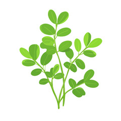 A Simple flat 2D illustration icon fenugreek branch isolated on a transparent background, vector, flat design, animation design, simple flat 2D icon, minimalist design, clipart. It's an EPS format