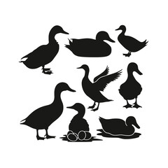 Fototapeta premium Black duck silhouettes in various poses on white background 2