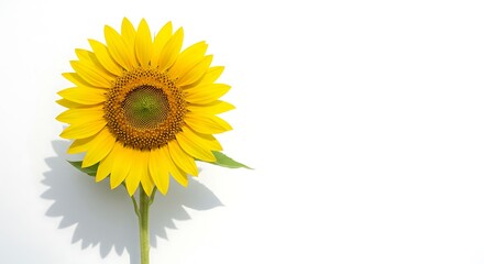 Obraz premium sunflower isolated on white background