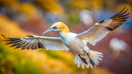 Fototapeta premium Northern Gannet Flying with Spread Wings and Colorful Blurred Background