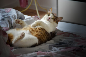 Cat lying on a bed in natural light.