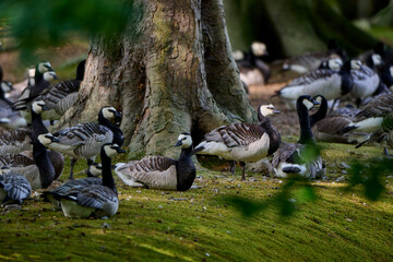Barnacle Geese After Night Rest