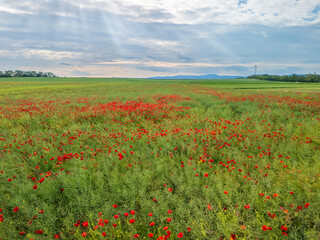 Aerial View Over Field Of Poppy Flowers, Borovce, Slovakia