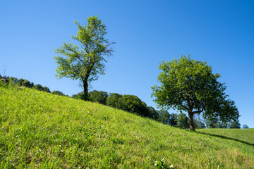 Green grass hill with trees in summer
