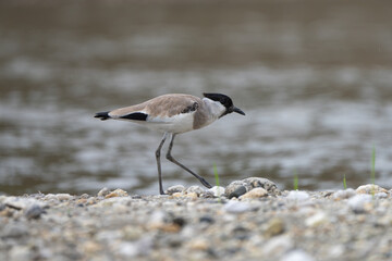 The River Lapwing (Vanellus duvaucelii) forages actively along sandy and pebbly riverbanks, searching for insects, worms, and small invertebrates.
