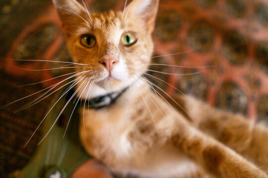 Close-up of an orange cat with green eyes lying on a patterned surface. - Powered by Adobe