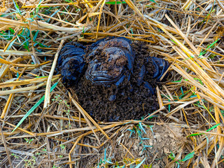 Cow dung is a natural organic fertilizer that is high quality and is on top of dry green grass.