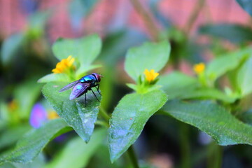 A Glimmer of Green; The Fly Resting Quietly on a Leaf