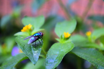 A Glimmer of Green; The Fly Resting Quietly on a Leaf