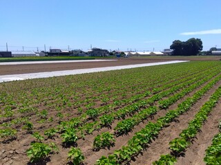 近郊の梅雨の晴れ間の朝の枝豆畑風景
