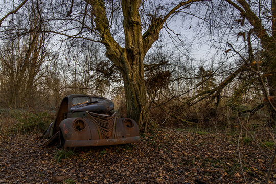 Fototapeta Rusty abandoned vintage car in a forest clearing under a large bare tree during late autumn in France