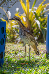 Bush Stone-curlew in a garden