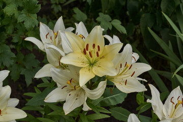 Lily (lat. Lilium) blooms in the garden. Lily - the genus of plants of the family of Lily (Liliaceae).