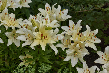 Lily (lat. Lilium) blooms in the garden. Lily - the genus of plants of the family of Lily (Liliaceae).