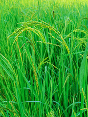 Ripening rice ears in a rice field with water droplets clinging to the ears. taken in the morning.