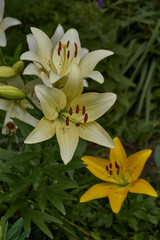 Obraz premium Lily (lat. Lilium) blooms in the garden. Lily - the genus of plants of the family of Lily (Liliaceae).