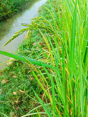 Ripening rice ears in a rice field with water droplets clinging to the ears. taken in the morning.