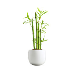 Obraz premium Vibrant Green Bamboo Stalks in Modern Round Pot isolated On Transparent Png Background.