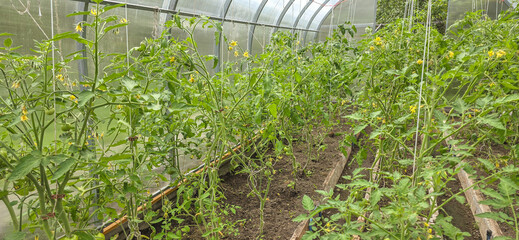 A large glass greenhouse in the garden for tomato growing. Agriculture, greenhouse farming for...